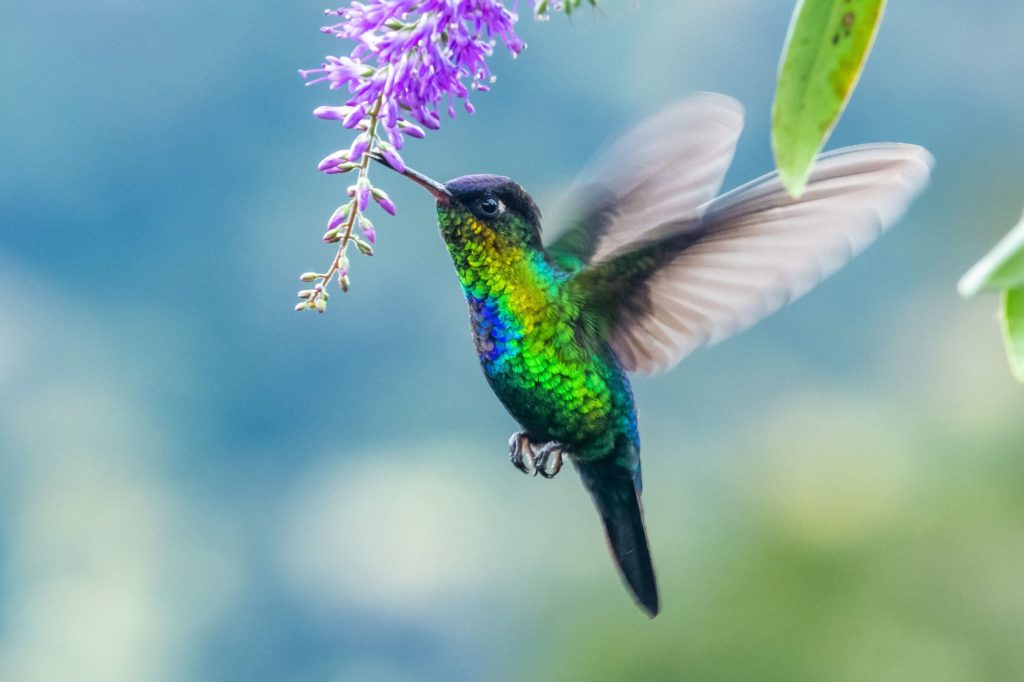 green hummingbird enjoying a flower